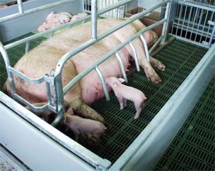 Farrowing crate KOMPLET with the plastic tub